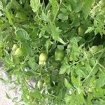 Artikelbild: Grüne Tomaten